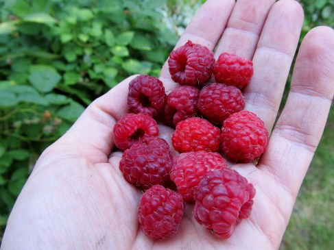 fresh raspberries (Photo: Kat B./travelgardeneat)