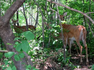 Momma deer and her twins (Photo: Kat B./travelgardeneat) Deer twins with their watchful momma (Photo: Kat B./travelgardeneat)