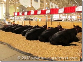 Cattle Barn at the MN State Fair