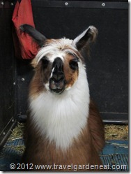 Llama at the MN State Fair