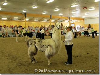 Llamas at the MN State Fair