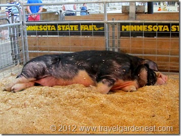 The Largest Boar at the MN State Fair