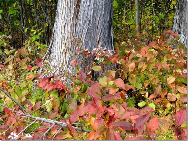 Gooseberry Falls State Park ~ Fifth Falls Trail