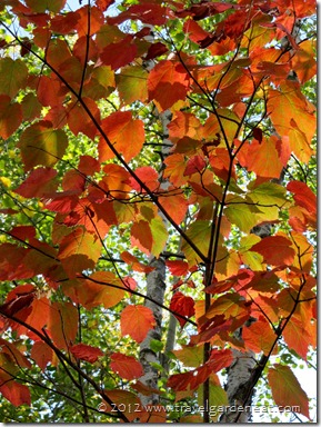 Fall colors in Northern Minnesota