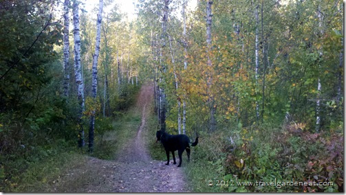 Content companion on a fall trail run