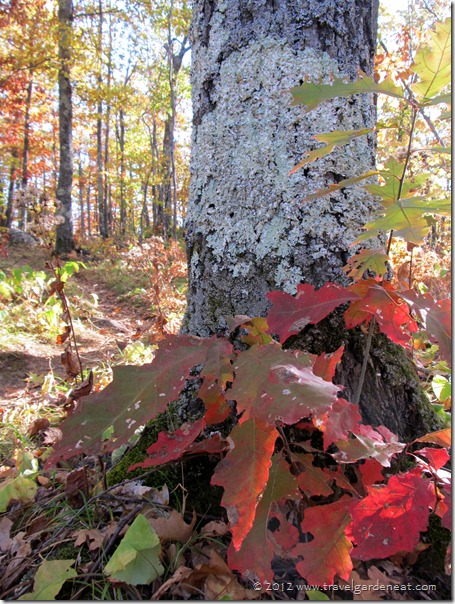 Oak Tree along the Tettegouche Lake Overlook Trail 