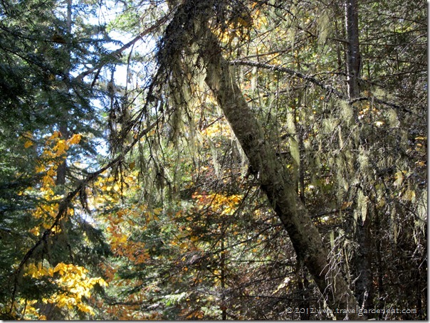 grand portage spanish moss 9_29_12