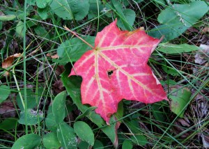Maple Leaf ~ Fall in Northern Minnesota