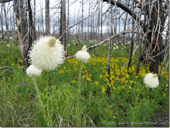 Beargrass ~ Glacier National Park, Montana