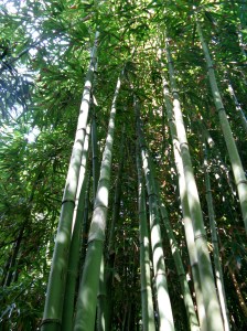 Bamboo forest on the Pipiwai Trail ~ Maui