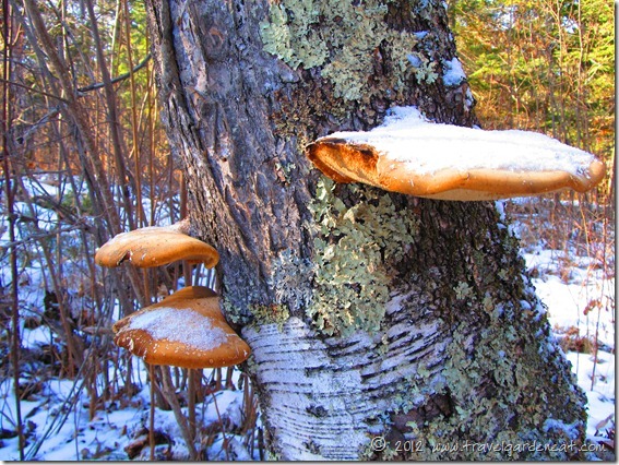 Early winter tree lichens ~ Minnesota