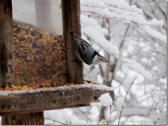 white breasted nuthatch 2 12_9_12