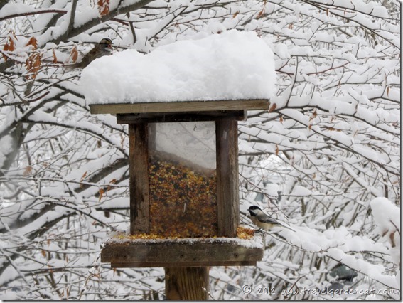 white throated sparrow chickadee feeder 2 12_9_12