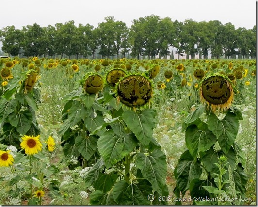 San Galgano's Sunflower Fields