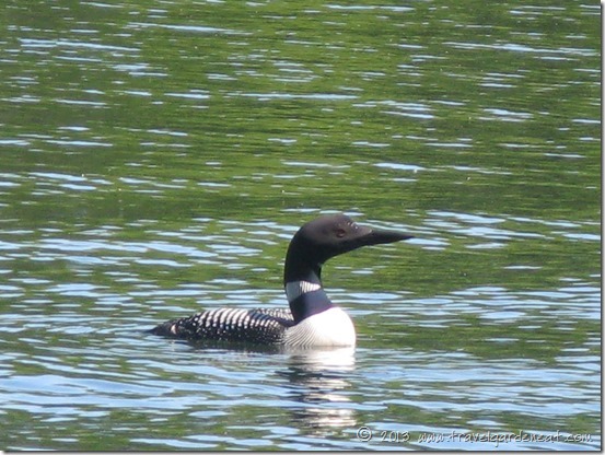 Minnesota's state bird, the Common Loon 