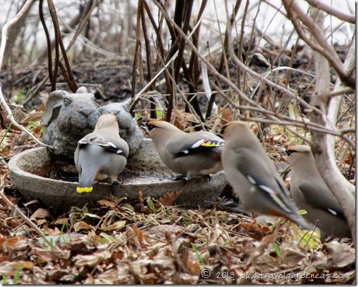 Bohemian Waxwing - Northern Minnesota, May 2013