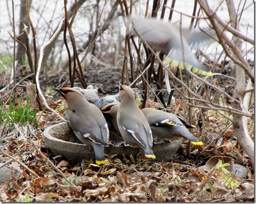 Bohemian Waxwing - Northern Minnesota, May 2013