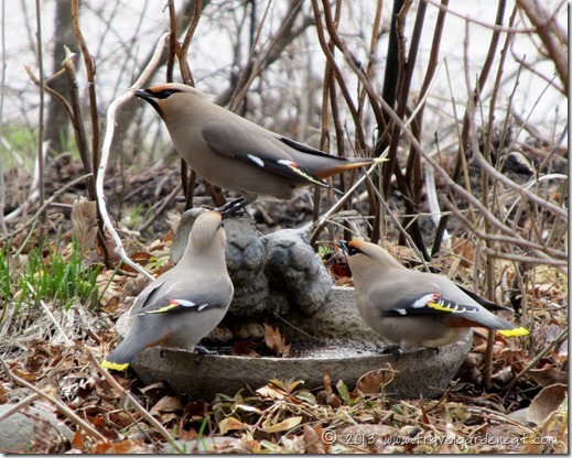 Bohemian Waxwing - Northern Minnesota, May 2013