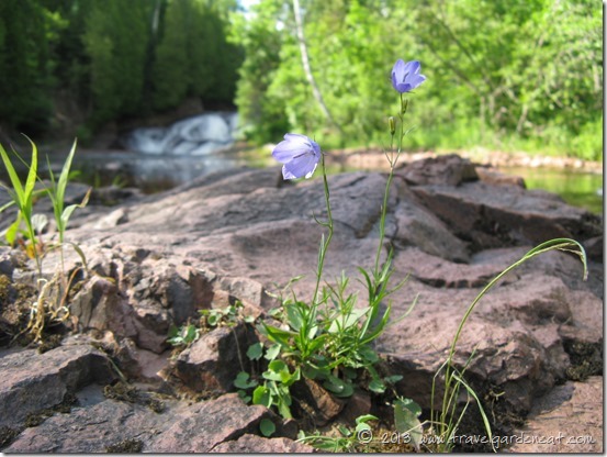 Flower along the Split Rock River Loop Trail