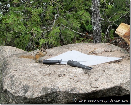 Chipmunk visitor at the campsite
