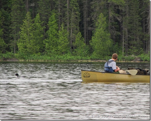 Loons on Long Island Lake, BWCA