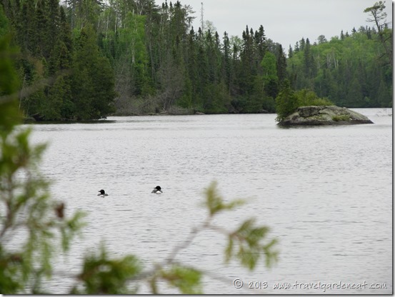 Loons on Long Island Lake ~ Boundary Waters, Minnesota