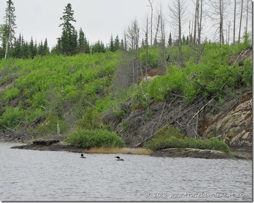 Loons staying close to nesting grounds ~ Boundary Waters, Minnesota