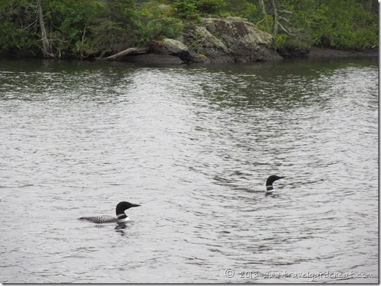 Loons on Long Island Lake, Boundary Waters, Minnesota
