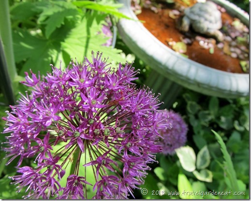 allium 7_1_13