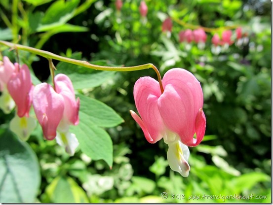 bleeding heart 7_1_13
