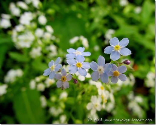 forget me not 7_1_13