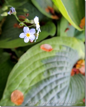 forget met not hosta 7_1_13