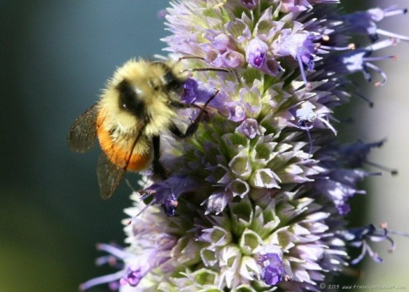 Bumblebee at work Bumblebee at work