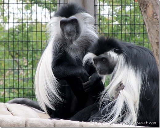 Angolan Colobus monkeys ~ Lake Superior Zoo