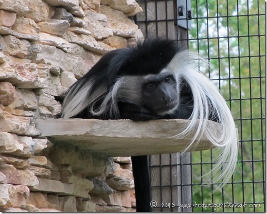 Angolan Colobus monkey ~ Lake Superior Zoo
