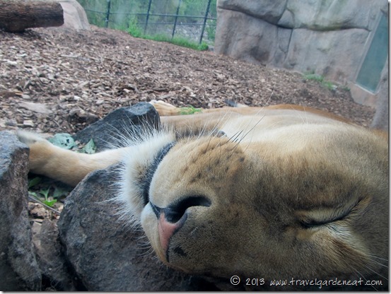 African lion, Lake Superior Zoo