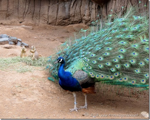 Peacock in the Prairie Dog exhibit, Lake Superior Zoo