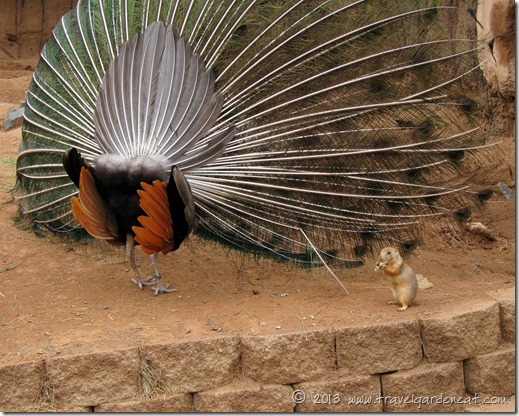 Peacock in the Prairie Dog exhibit, Lake Superior Zoo