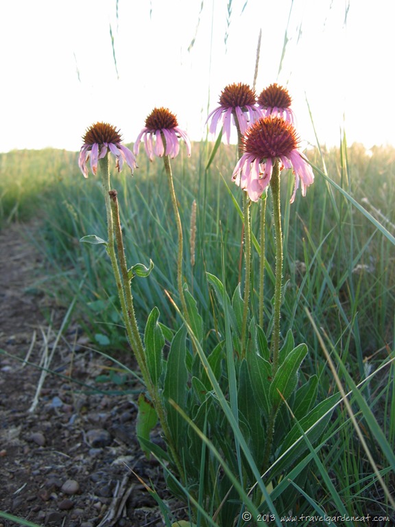 Coneflowers on the North Dakota prairie