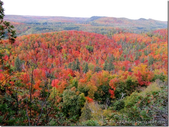 Maples on fire with color from the Sawmill Dome trail, Superior Hiking Trail