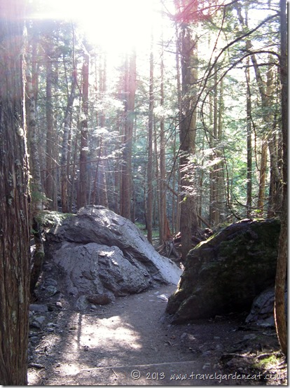 Avalanche Lake Trail ~ Glacier National Park, Montana