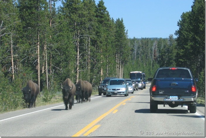 Buffalo on a Yellowstone National Park highway