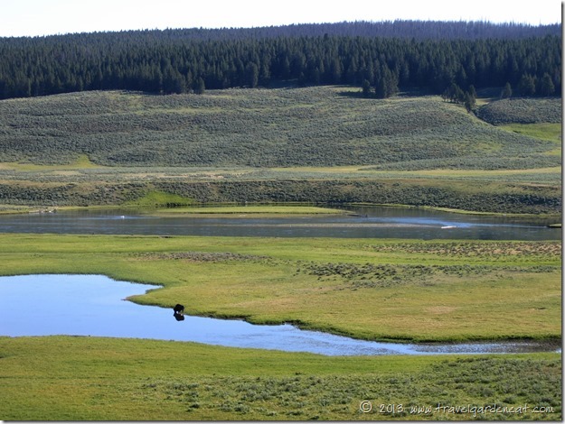 Hayden Valley, Yellowstone National Park