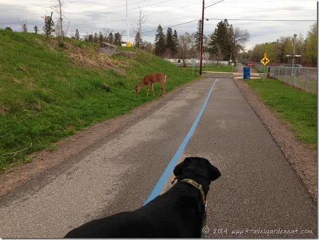 Deer and Dog ~ Peaceful Coexistence
