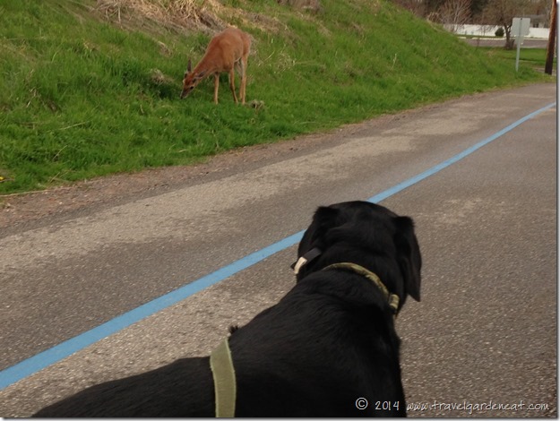 Deer and Dog ~ Peaceful Coexistence