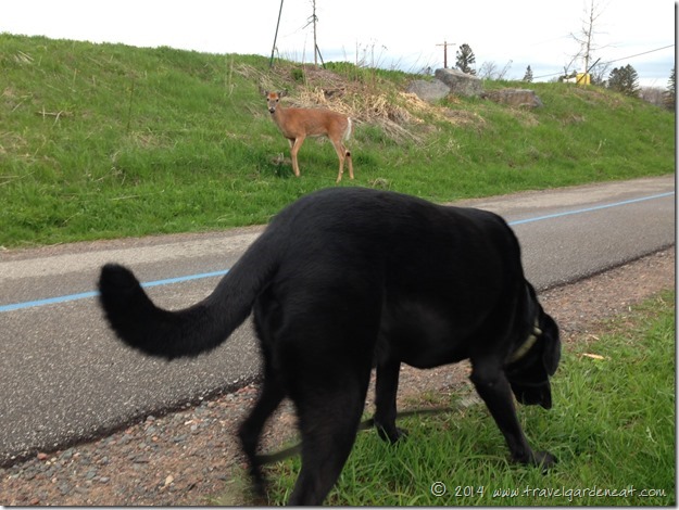 Deer and Dog ~ Peaceful Coexistence