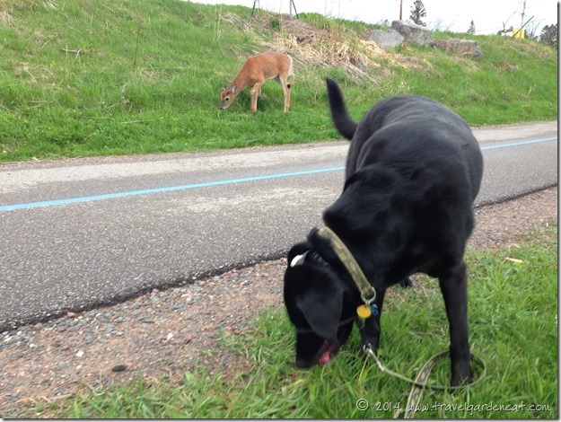Deer and Dog ~ Peaceful Coexistence