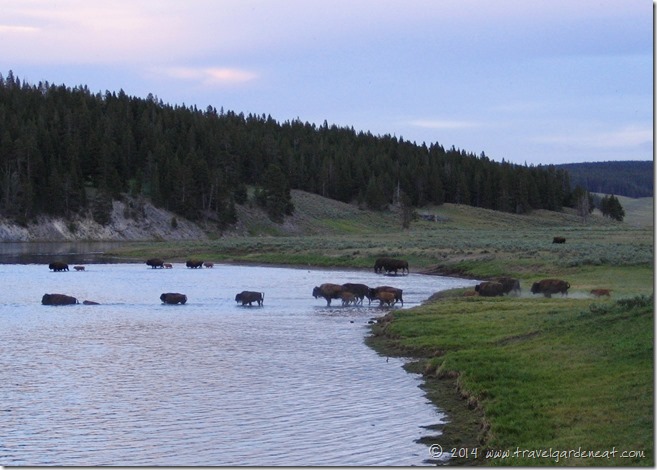Evening buffalo crossing in Yellowstone National Park