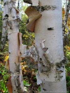 Birch Tree in Duluth