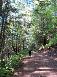 Joy of a Run on Duluth's Trails